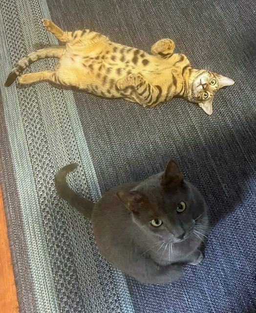 bengal cat laying on his back